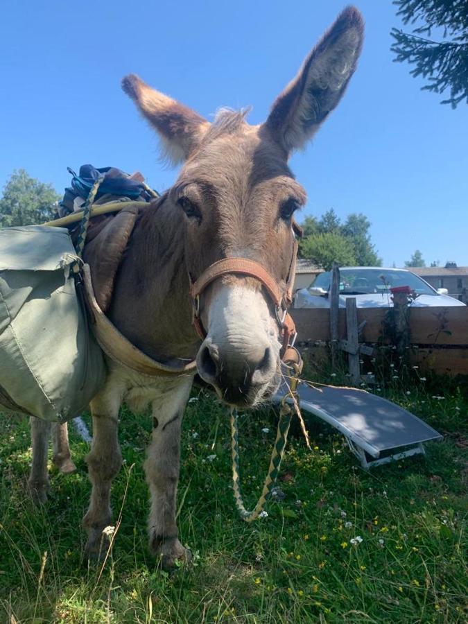 Montlo Relais Des Cerfs Ξενοδοχείο Cubieres Εξωτερικό φωτογραφία